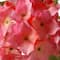 10&#x22; Pink Hydrangea Flower